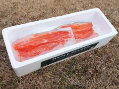 阿武隈川メイプルサーモン鮮魚(約2kg前後) フィレ2枚 (1尾分)　真空パック　氷詰め冷蔵発送